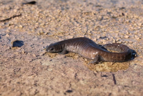 A streamside salamander