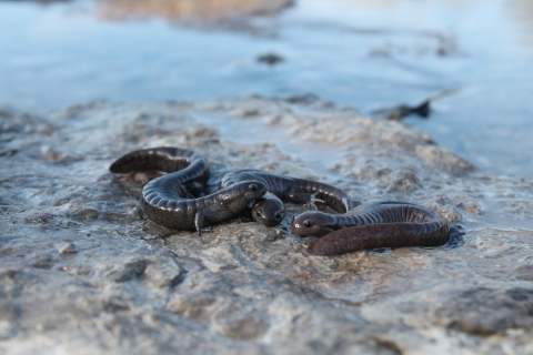 Three streamside salamanders