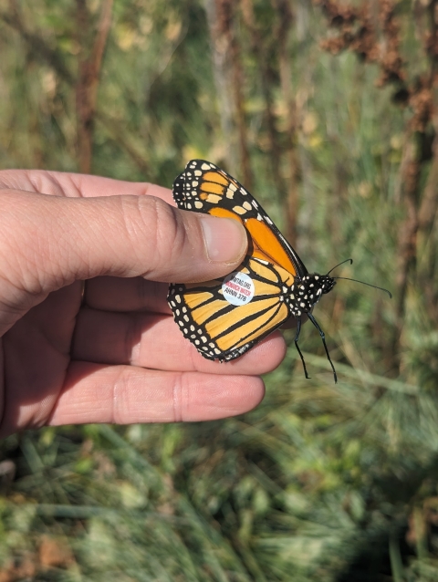 a hand holding a monarch butterfly with a sticker on it's wing