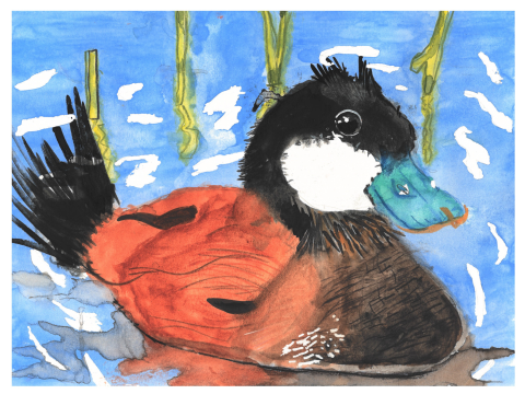 A ruddy duck floats in water with a few green shoots of vegetation in the background reflecting off the water. The duck is moving towards the right side of the viewer, staring at you with its big eye and stiff tail. 