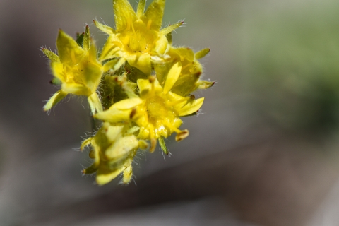 A close up image of a small bunch of yellow flowers