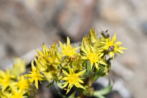 A close up image of a small bunch of yellow flowers. Insects are seen crawling on the flowers to the right