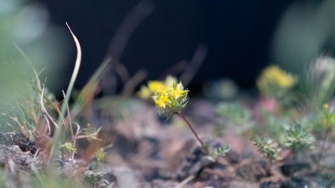 A close up image of a small bunch of yellow flowers