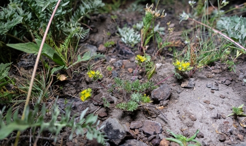 A close up image of a small bunch of yellow flowers sprouting up from the ground