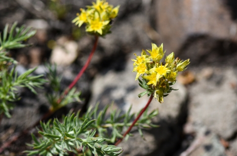 A close up image of a small bunch of yellow flowers