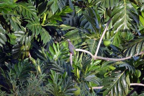 White-crowned Pigeon on a branch