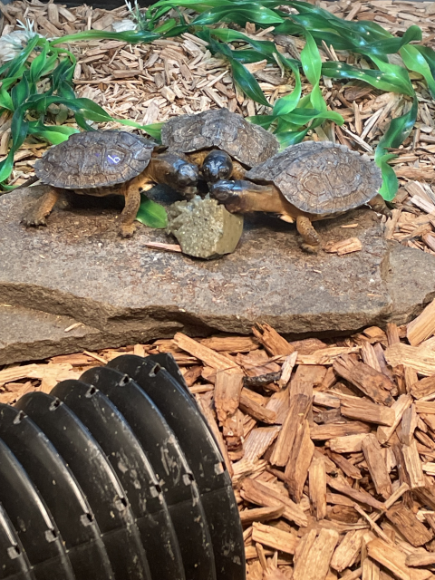 Wood turtle headstarts eating jello