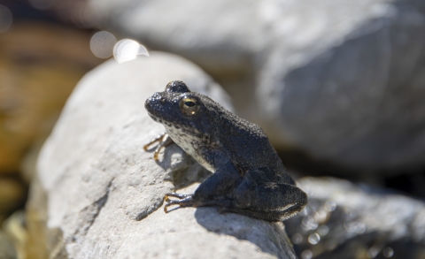 Gray frog on gray rock with water in background