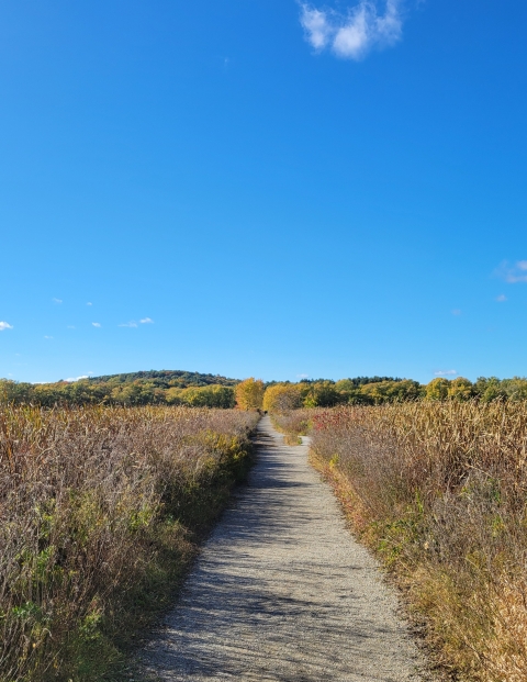 A path through a meadow, with clear blue ski, and trees in the far background