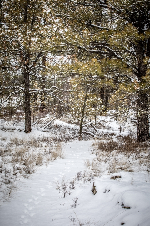 Animal tracks along a snowy path through the woods