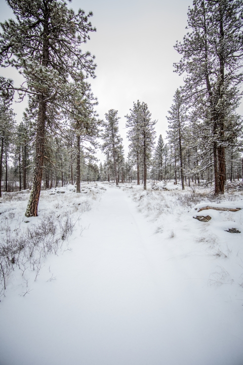 A snow-covered trail