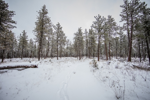 A snow covered trail