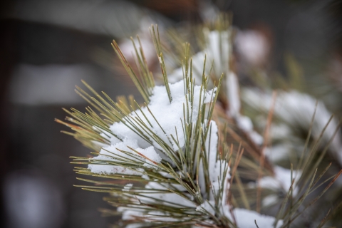 Snow-covered pine needles