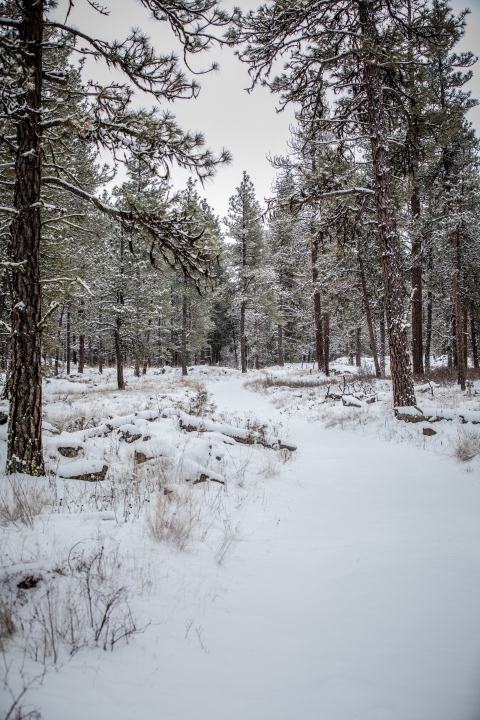 A snow-covered trail