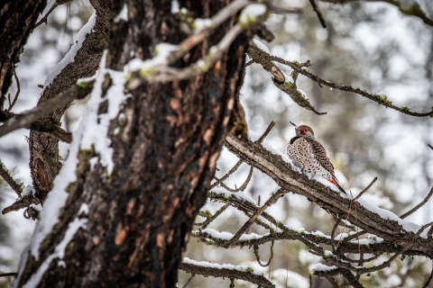 A northern flicker sits in a snowy tree