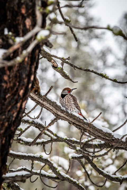 A northern flicker sits in a snowy tree