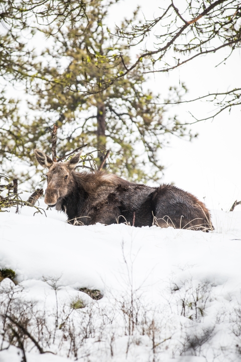 A cow moose laying in the snow