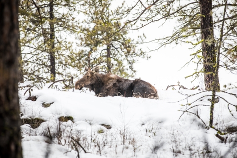 A cow moose laying in snow