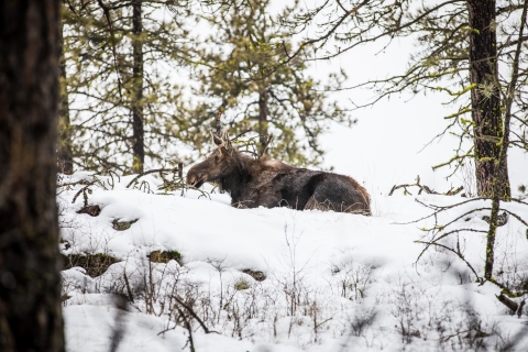 A cow moose laying down in snow