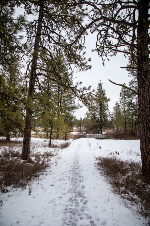 A snow covered trail leading to a boardwalk