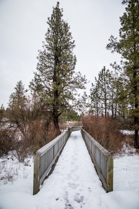 Snow covers a boardwalk trail