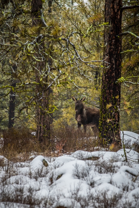 A young moose stands in a snow-covered forest