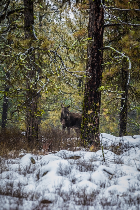 A young moose standing in a snow-covered forest