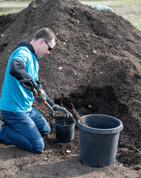 A volunteer pots a tree to be used in restoration projects