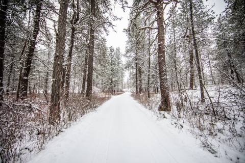 A snow covered trail through a pine forest