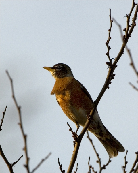 American robin