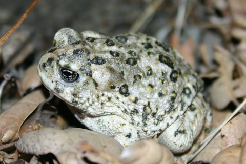 A grey, green and white frog on brown leaves