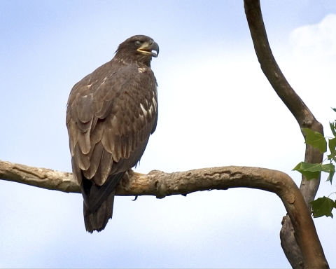 Juvenile bald eagle on limb of tree
