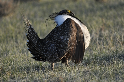 A large brown bird with pointy feathers and a white collar around its neck.
