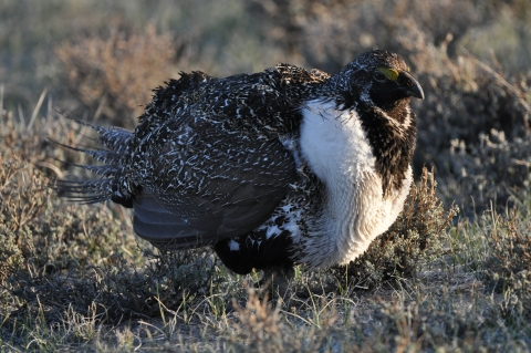 A large brown bird with pointy feathers and a white collar around its neck.
