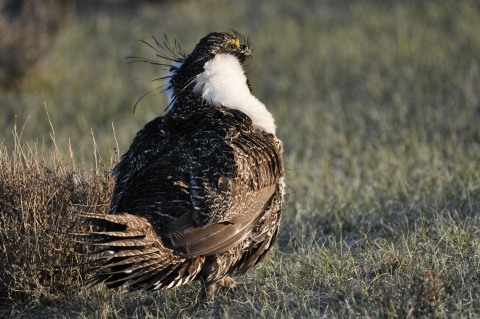 A large brown bird with pointy feathers and a white collar around its neck.