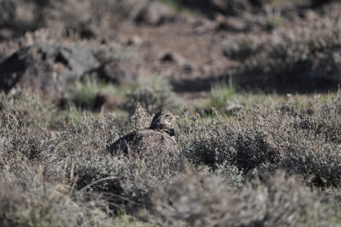 A brown bird hiding in brown brush