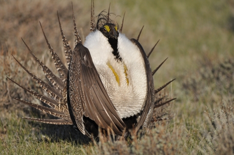 A large brown bird with pointy feathers and a white collar around its neck.