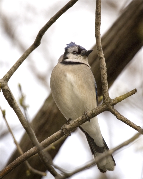 Blue jay