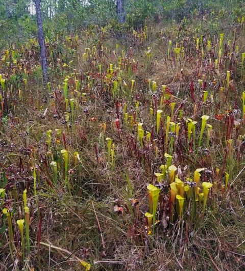 a field of red, yellow and green pitcher plants