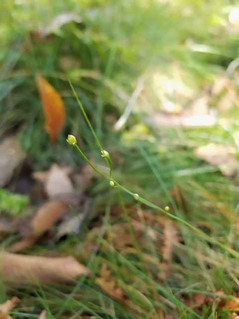 A wiry plant with light-colored flower buds dotted up its stem
