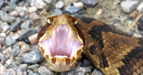 A closeup of a large brown snake with its pink mouth open wide.