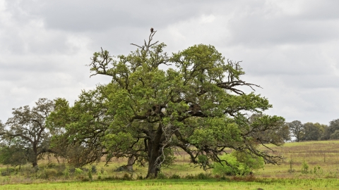 Bald eagle sitting on top of oak tree in Texas