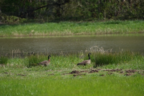 Big and brown geese with long necks walking on a grass field with a body of water behind them. One goose has a red collar around it's neck.