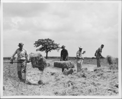 Four men at work in a field of hay; man on the far left is carrying a collection of hay with a pitch-fork. Man, center left, is picking up a bale of hay, with the man, right center raking the hay on the ground with a pitch-fork. Man on the far right is using a pitch-fork to lift up a mass of hay. A medium-sized tree is in the distant background, left of center. The men are dressed for field work, and three of the four wear broad-brimmed hats.