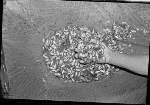 close-up of someone's open hand holding a handful of juvenile fish in the center of a cloth net