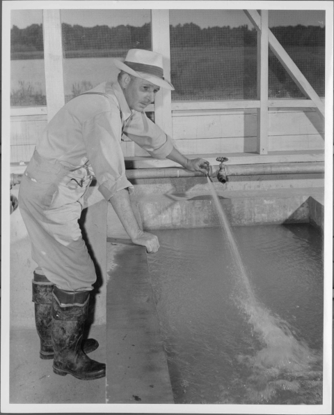 Man, leaning over a large rectangular fish tank, operating with his left hand a device that is projecting a stream of water from a pipe in to the tank below. The Man wears rubber wading boots, overalls, and a broad-brimmed hat. Behind him is a wall that is toped by screen-covered windows. Visible through the windows are a body of water, fields, and a forested area.