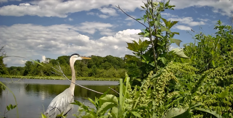 Tall whitish-gray bird with a long orange beak next to green plants with river in background.