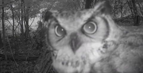 Owl with feather tufts on its head resembling horns looks directly into the camera.