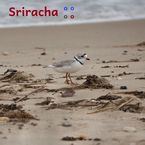 Piping plover standing on sand beach with some detritus