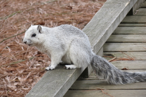 A silver and white squirrel sits atop the edge of a boardwalk trail.